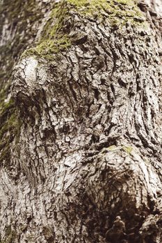 tree bark in nature, note shallow depth of field