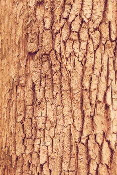 tree bark in nature, note shallow depth of field