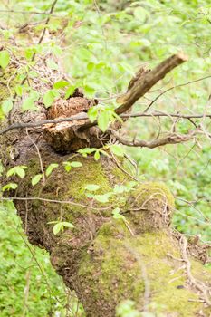 broken  branch of tree with plants and moss in nature, note shallow depth of field