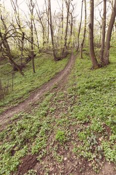 path through the green forest in the spring, note shallow depth of field