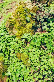 moss and green plants on the stone in nature, note shallow depth of field