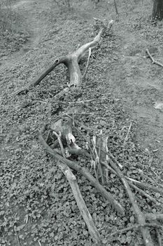 broken  branch of tree with plants and moss in nature, note shallow depth of field