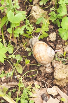 forest snail in the natural environment, note shallow depth of field