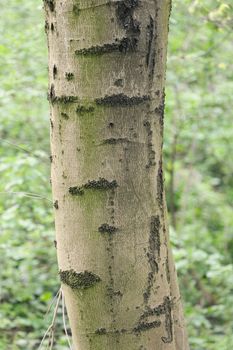 tree bark in nature, note shallow depth of field