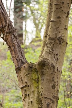 tree bark in nature, note shallow depth of field