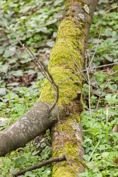 branch of tree covered with moss in forest, note shallow depth of field