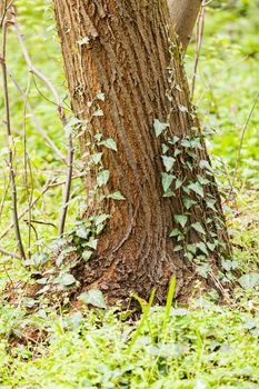 wood with plants on it in nature, note shallow depth of field