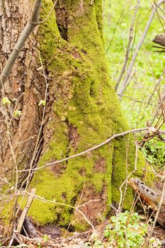 wood with plants on it in nature, note shallow depth of field