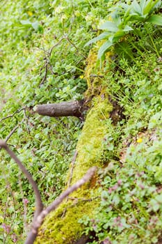 branch of tree covered with moss in forest, note shallow depth of field