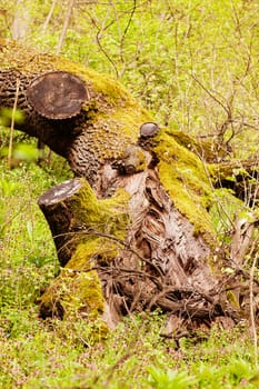 trunk covered with moss in green forest with grass arround, note shallow depth of field