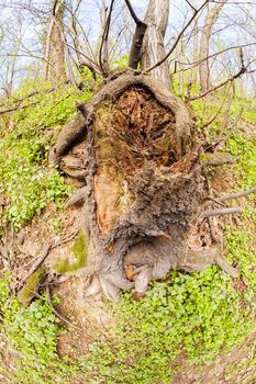 bared roots of tree in forest, note shallow depth of field