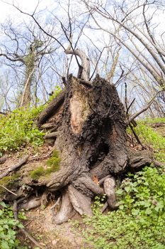 bared roots of tree in forest, note shallow depth of field