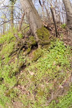 bared roots of tree in forest, note shallow depth of field