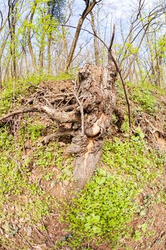 bared roots of tree in forest, note shallow depth of field