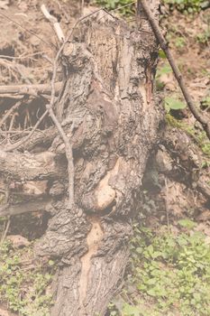 bared roots of tree in forest, note shallow depth of field