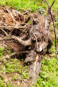 bared roots of tree in forest, note shallow depth of field