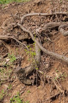 bared roots of tree in forest, note shallow depth of field