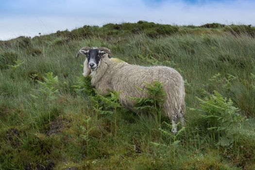 Side view of a sheep with a woolly coat waiting to be shorn standing on a hill looking forward with a blue sky