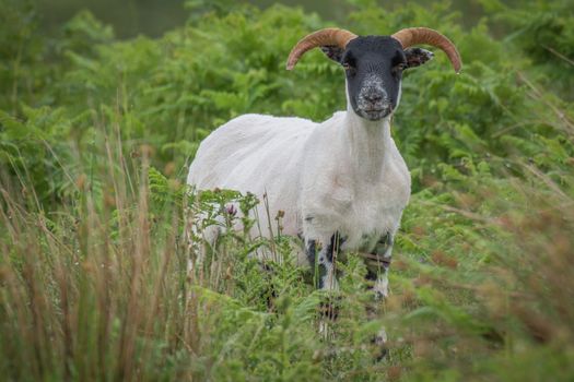 Alert portrait of a sheep with horns that has just been shorn standing looking forward amongst grass with grass in its mouth