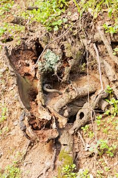 bared roots of tree in forest, note shallow depth of field