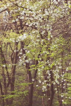 trees in the forest  in the spring, note shallow depth of field