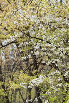 trees in the forest  in the spring, note shallow depth of field