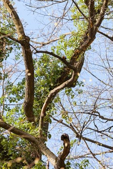 treetop with the sky in the background, note shallow depth of field