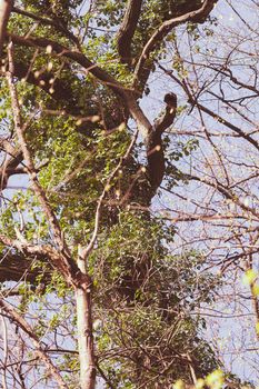 treetop with the sky in the background, note shallow depth of field