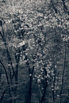 trees in the forest  in the spring, note shallow depth of field