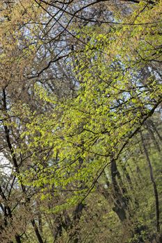 trees in the forest  in the spring, note shallow depth of field