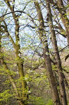 trees in the forest  in the spring, note shallow depth of field