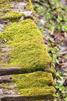 wooden planks covered with moss in forest, note shallow depth of field