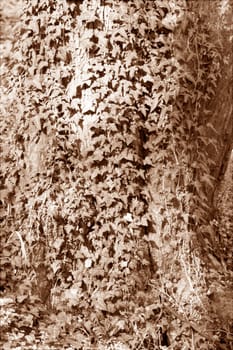 tree covered with twiner , note shallow depth of field