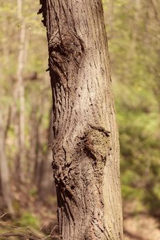 tree bark in nature, note shallow depth of field