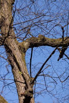 trunk in forest in the early spring , note shallow depth of field