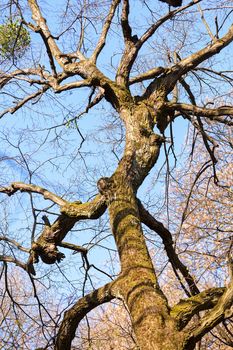 trunk in forest in the early spring , note shallow depth of field