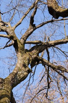 trunk in forest in the early spring , note shallow depth of field