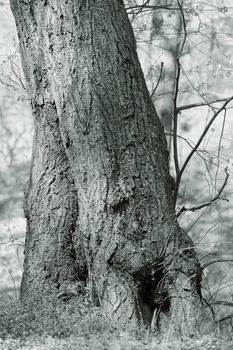 tree bark in nature, note shallow depth of field