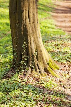 wood with plants on it in nature, note shallow depth of field