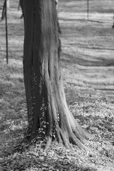 wood with plants on it in nature, note shallow depth of field