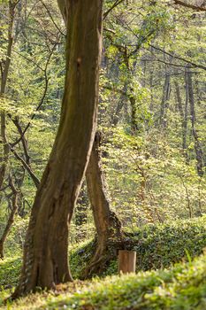 trees in the forest  in the spring, note shallow depth of field