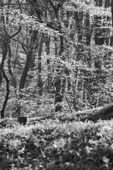 trees in the forest  in the spring, note shallow depth of field