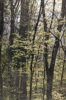 trees in the forest  in the spring, note shallow depth of field