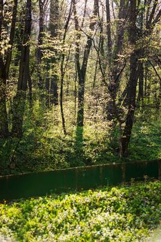 trees in the forest  in the spring, note shallow depth of field