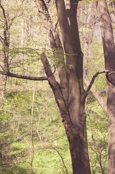 wood with plants on it in nature, note shallow depth of field