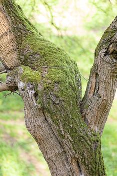 bark covered with moss  in nature, note shallow depth of field