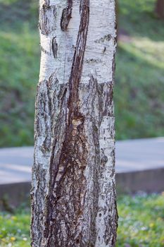tree bark in nature, note shallow depth of field