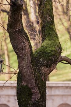 bark covered with moss  in nature, note shallow depth of field