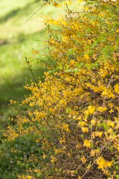 bush with small yellow flowers on a branches, note shallow depth of field