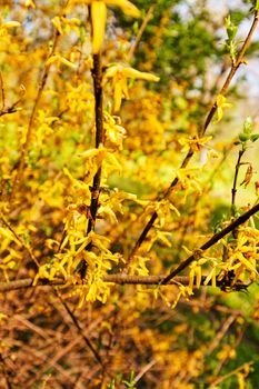 bush with small yellow flowers on a branches, note shallow depth of field